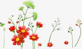 清新小花图片,自然之美，绽放心灵